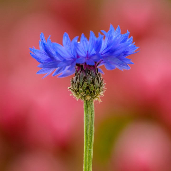 Cornflower, Blue - 150 seeds