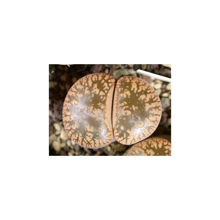 C11 - Lithops aucampiae ssp. aucampiae v. aucampiae - Sobre 20 semillas