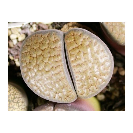 C19 - Lithops hookeri v. subfenestrata "brunneoviolacea"