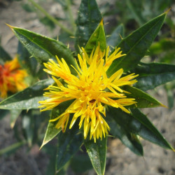 Safflower - 10 seeds