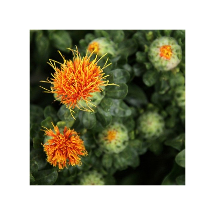 semillas cartamo safflower