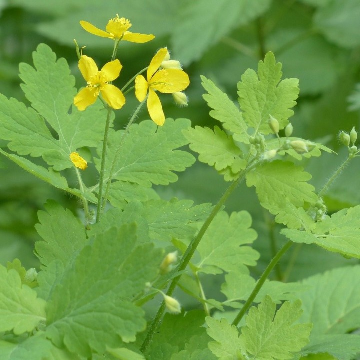 Greater Celandine - 100 seeds