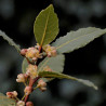 semillas de laurel flor