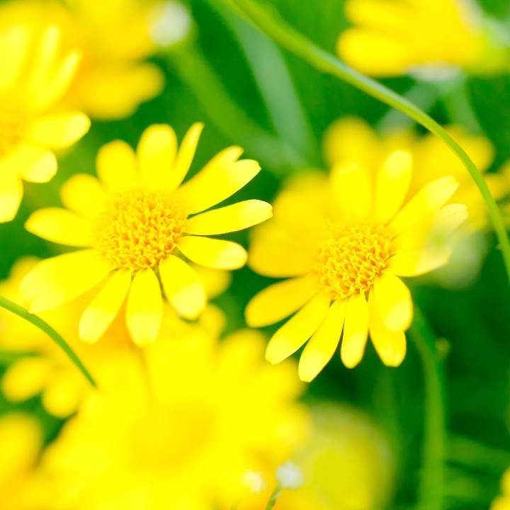Yellow chamomile - 200 seeds