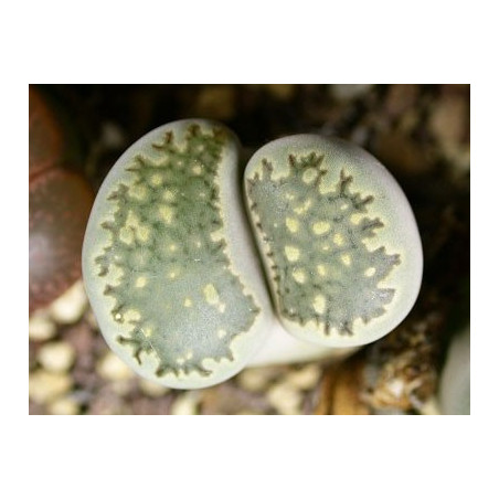 C34 - Lithops salicola