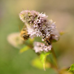 Herbs Peppermint - 500 seeds