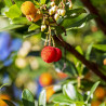 Strawberry tree - 25 seeds