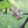 White mulberry - 150 seeds