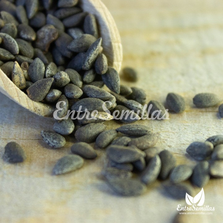 Aleppo pine - 50 seeds