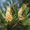 pino silvestre semillas de pinus