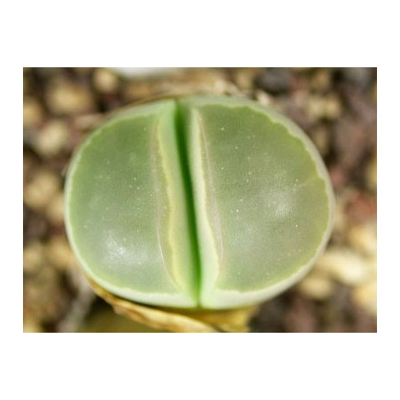 C55 - Lithops olivacea v. olivacea