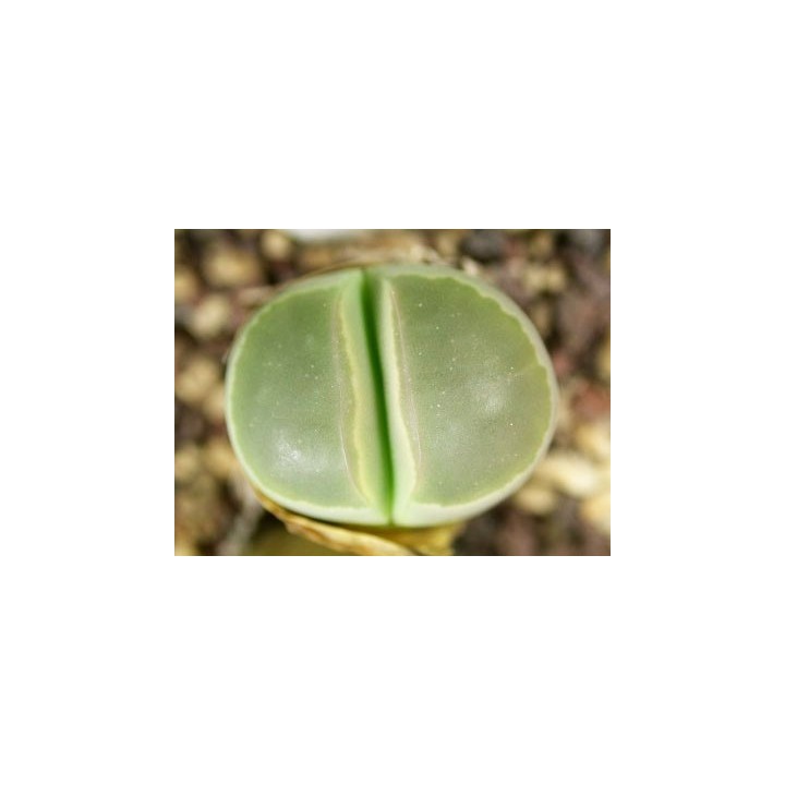 C55 - Lithops olivacea v. olivacea