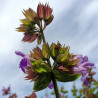 salvia sembrar semillas de salvia