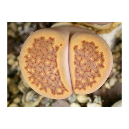 C98 - Lithops hallii v. ochracea