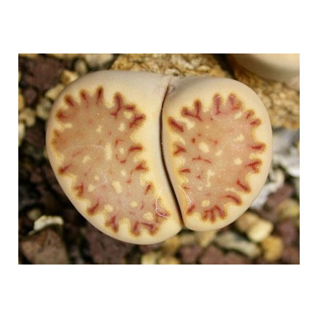 C121 - Lithops julii ssp. fulleri v. fulleri