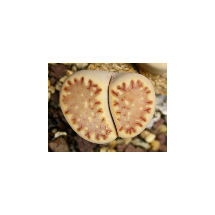 C121 - Lithops julii ssp. fulleri v. fulleri