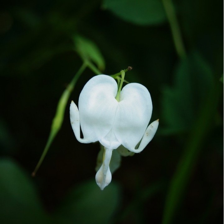 semillas flor corazón sangrante semillas dicentra