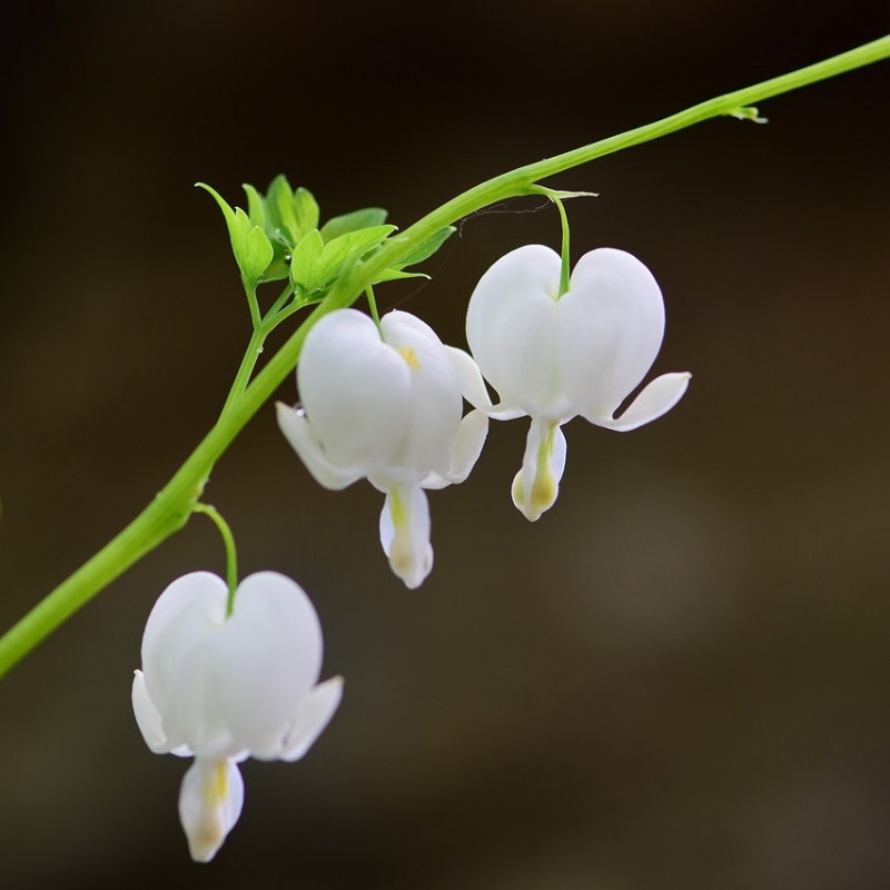 corazón semillas corazón sangrante semillas dicentra flor del corazón blanca flor semillas