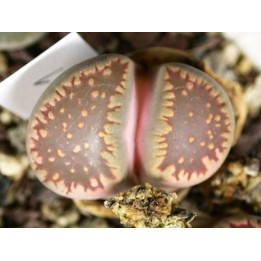 C231 - Lithops villetii ssp. deboeri
