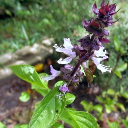 Basil, Cinnamom - Seeds