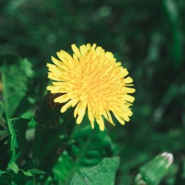 Dandelion - Seeds