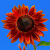 Sunflower, Velvet Queen - 20 seeds