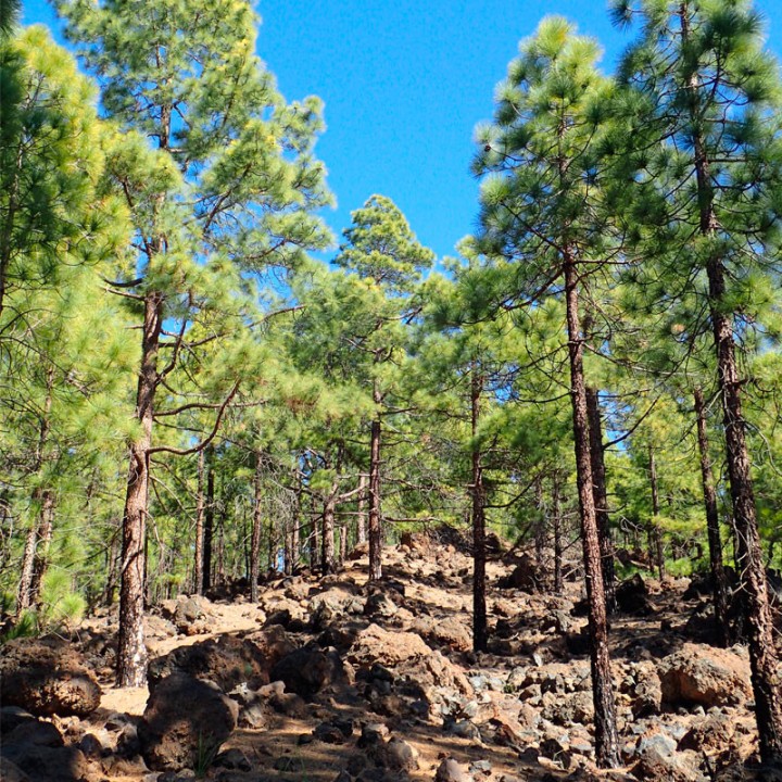 Canarian pine - Seeds