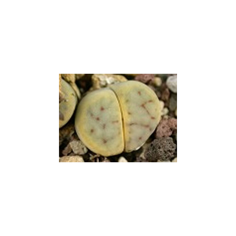 C250 - Lithops schwantesii ssp. schwantesii v. schwantesii