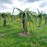 pitahaya flor fruta del dragón dragon fruit flower seeds pitaya semillas fruta trepadora pitaya