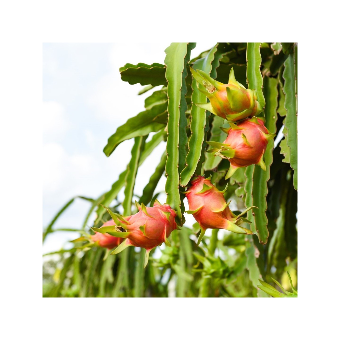 olive seeds for planting Olive Tree Seeds (Olea europaea)