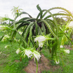 dragon fruit pitahaya seeds semillas de pitaya