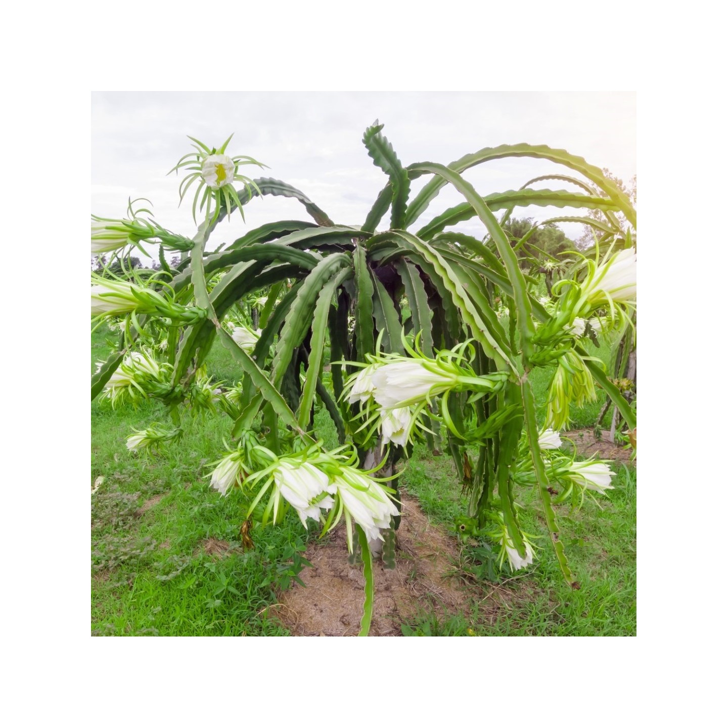 full spectrum led grow light bulbs SANSI 24W LED Plant Light Bulb Full Spectrum LED Grow Light Plant