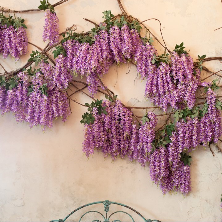 Chinese wisteria - 4 seeds