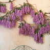 Chinese wisteria - 5 seeds