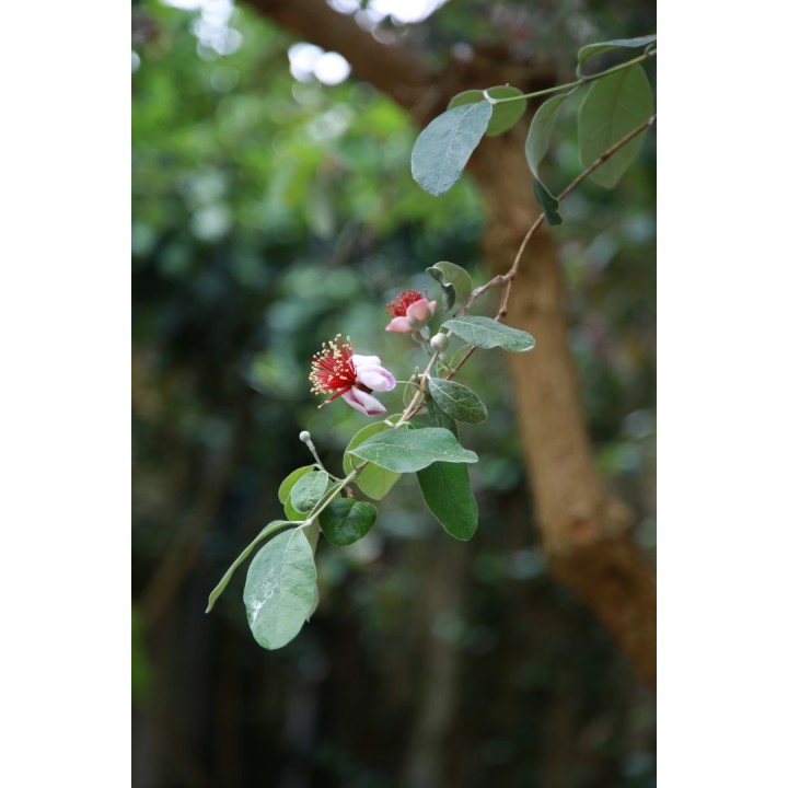 Feijoa - 10 seeds