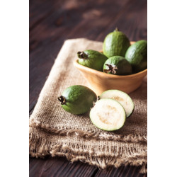 Feijoa - 10 seeds