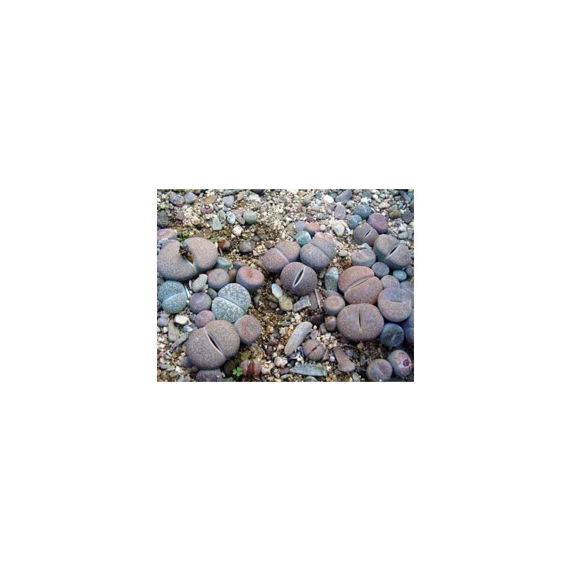 Lithops mixtos - Pack 1000 semillas