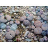 Lithops mixtos - Pack 1000 semillas