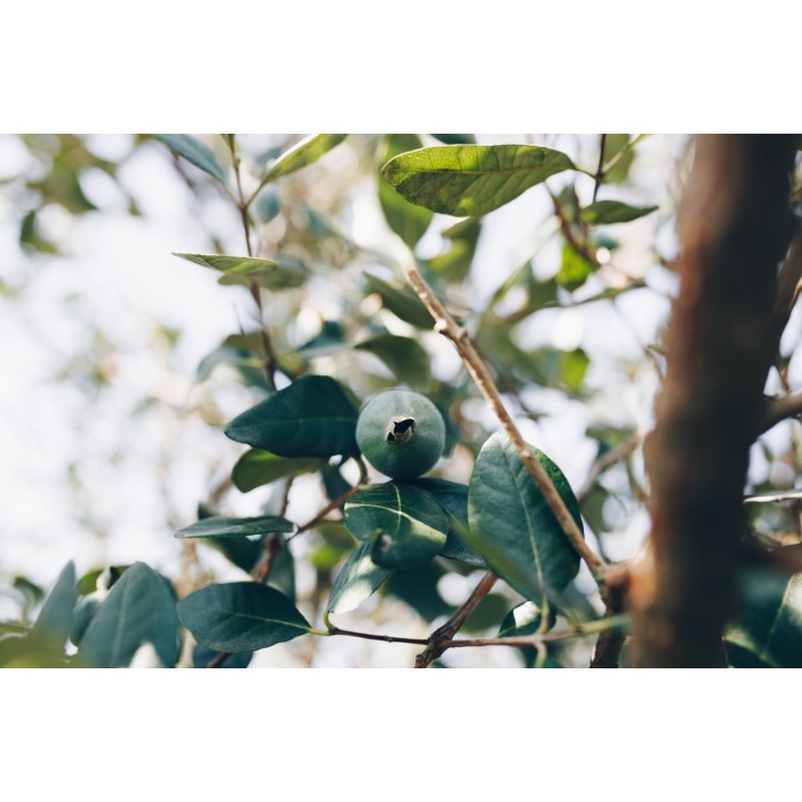Feijoa - 10 seeds