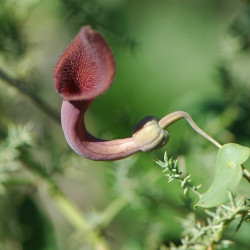 Andalusian Dutchman's pipe...