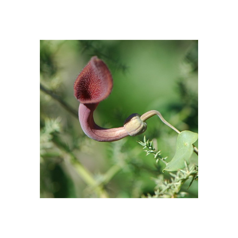 Andalusian Dutchman's pipe - 25 seeds