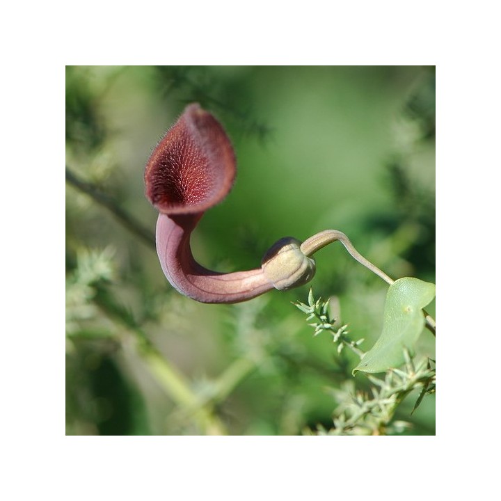 Andalusian Dutchman's pipe - 25 seeds