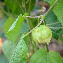 physalis peruviana semillas uchuva fruto amarillo