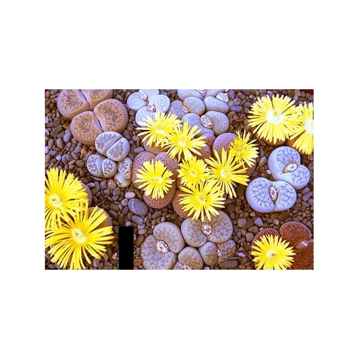 Lithops mixtos - Pack 1000 semillas