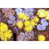 Lithops mixtos - Pack 1000 semillas