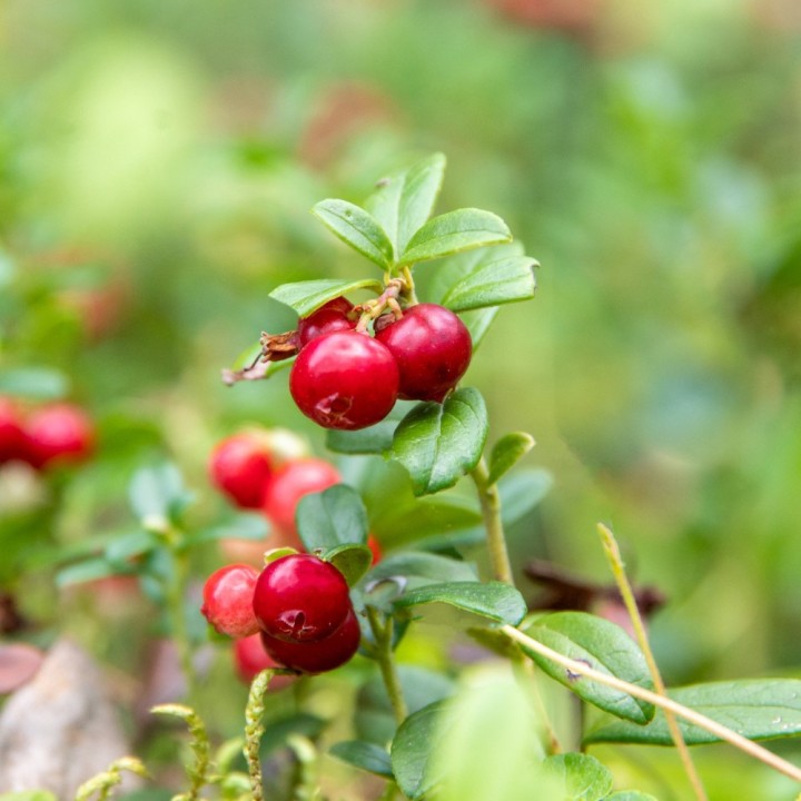 Red cranberry seeds