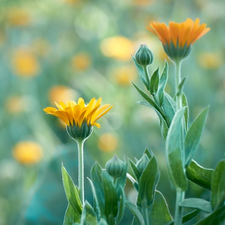 Marigold - 50 seeds