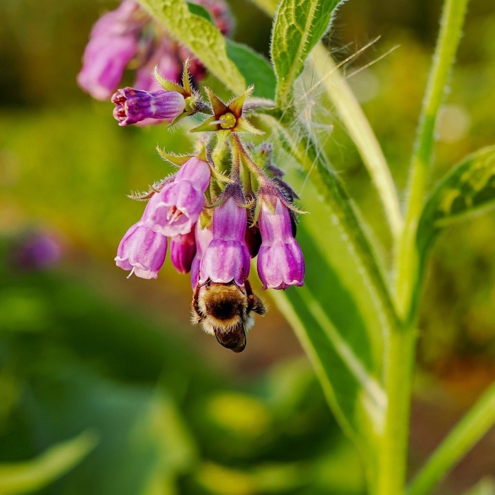 Symphytum officinale seeds