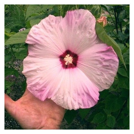 hibiscus moscheutos semillas hibisco rosa