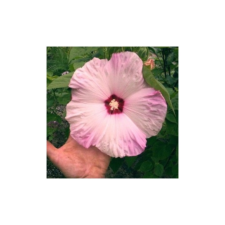 hibiscus moscheutos semillas hibisco rosa